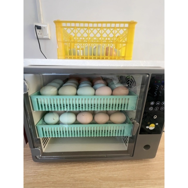 Factory Direct 2026 Fully Auto - Quail Egg Incubator 评论和价格